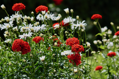 garden flowers