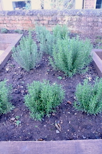 rosemary